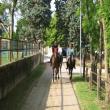 Passeggiate a cavallo